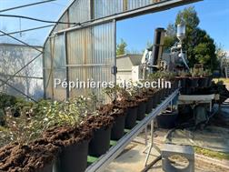 Stoll Tapis de convoyage