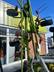 Claas Volto 900 T