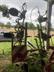 Claas VOLTO 58