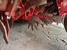 Grimme GF400